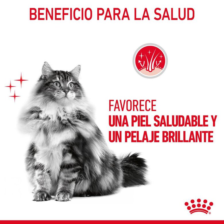 Royal Canin Hair and Skin alimento húmido em molho saquetas para gatos, , large image number null